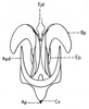 Gymnobothrus temporalis (Stål, 1876): Fig. 73.2. phallic complex, dorsal view (membrane and epiphallus removed). (Otu).