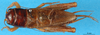 CollectionObject 1567435; afee21f5-261d-4869-87dc-458efb51d65d: male, dorsal view. (CollectionObject).