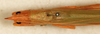 CollectionObject 1592161; NMW 22600, a4cacc60-b5d3-4026-a848-ad8f721132c2: male, dorsal view. (CollectionObject).