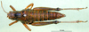 CollectionObject 1502570; 2f5fa883-4729-4844-89b9-fd353d687c52, DORSA BA000646S01: female, dorsal view (syntype). (CollectionObject).