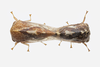 Live specimen on Cyrtolobus vau (Say, 1831): (Observation).