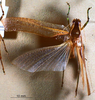 Eppioides malaya Hebard, 1922: male, dorsal view. (Otu).