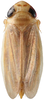 Habitus, dorsal view: Habitus, dorsal view (male). (Observation).