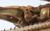 Rhacocleis corsicana Bonfils, 1960: female subgenital plate (allotype). (Otu).