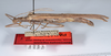 CollectionObject 1563151; c107f7a0-a493-4e04-aa36-19985f6d5735: copyright ANSP. female, lateral view (paratype). (CollectionObject).;CollectionObject 1563152; 0e41580a-7dc6-4e93-b58f-700cad7f1f0f: copyright ANSP. female, lateral view (paratype). (CollectionObject).