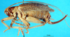 CollectionObject 1502732; 2b956ce5-4c21-4a2a-b1b8-b928de1f3344: female, lateral view. (CollectionObject).