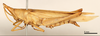 CollectionObject 1535518; c13f2b4c-75a9-4be8-a9f7-3a729c1aac06: female, lateral view (lectotype). (CollectionObject).