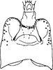 Pygofer, dorsal view: Pygofer dorsal view (holotype). (Observation).