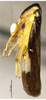 Habitus, lateral view on Convexana nigrifronta Li, 1994: (Observation).