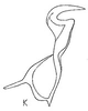 Stylus: !! display not done !! on Stirellus picinus elegantulus Linnavuori, 1954: Stylus. (Observation).