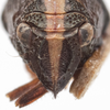 Head: !! display not done !! on Bruchomorpha suturalis Melichar, 1906: (Observation).