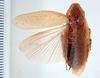 Epilampra lucifuga Rehn, 1903 now Epilampra grisea (De Geer, 1773): Photo taken by Heidi Hopkins. (Otu).