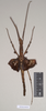 CollectionObject 1560498; 9f6255ae-b881-457f-b808-5bda1a544370, NHMUK(SF IMPORT DUPLICATE) 845029-845030: copyright Natural History Museum, London. female (syntype). (CollectionObject).