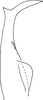 Stylus on Anufrievia akazu (Matsumura, 1932): A. vilbastei. (Observation).