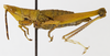 CollectionObject 1568967; 4c000d23-215a-48cb-b828-be3400c37603: female, lateral view (allotype). (CollectionObject).