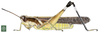 Chirista compta compta (Walker, 1870): Page 201, Figure 2. male habitus. (Otu).