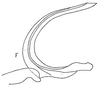 Aedeagus, lateral view: Aedeagus, lateral view. (Observation).