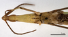 CollectionObject 1538226; 8d7447ef-b199-493a-be99-263e26e8e916: male head and torax, ventral view (holotype). (CollectionObject).