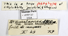 CollectionObject 1587147; MNHN(SF IMPORT DUPLICATE) MNHN-EP-EP1014, d6176a92-f283-4bb6-80bd-d38c79755be8: CC BY-NC-ND 4.0/MNHN - Depraetere Marion - 2014. Paratype, male, of parallela Chopard, 1952. Specimen number: MNHN-EP-EP1014. http://coldb.mnhn.fr/catalognumber/mnhn/ep/ep1014. (CollectionObject).