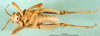 CollectionObject 1501150; f662526a-6333-4b3b-9961-7ac7c9f1aa49: male, ventral view (syntype). (CollectionObject).