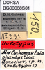 CollectionObject 1477810; 2a40f9dc-0abc-4a05-ae92-262378e59317: labels (holotype). (CollectionObject).
