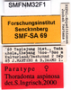 CollectionObject 1505426; 2a9a4f43-b703-4611-a487-dd95de7e47de: labels (paratype). (CollectionObject).