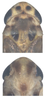 Head: Head. (Observation).