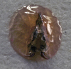CollectionObject 1539786; 747c76a0-2136-430e-95a7-57899992f6a5: male titillator (holotype). (CollectionObject).