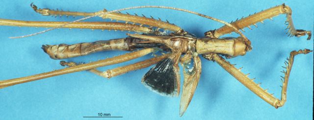 male, dorsal view (holotype). Depicts CollectionObject 1507001; 3753d1a7-8076-4b9d-a3b9-06253dd5c58a, a CollectionObject.