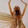 CollectionObject 1572407; ad904047-b965-4db5-8fb6-6ccbdbddad03: female pronotum, dorsal view (syntype). (CollectionObject).