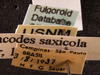 Other on Delphacodes saxicola Muir, 1926: (Observation).