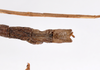 CollectionObject 1562360; 463f0e28-4293-438a-9c9f-c906cc637a38: copyright ZMHB, Berlin. male: end of abdomen, dorsal view of synonym Xeropsis sicca (syntype). (CollectionObject).;CollectionObject 1562361; 41094e48-deb4-4549-bb32-9bfe1b7785cf: copyright ZMHB, Berlin. male: end of abdomen, dorsal view of synonym Xeropsis sicca (syntype). (CollectionObject).