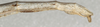CollectionObject 1558007; NMW 419, e1c7efcb-f156-4ddc-9f0d-b0bc7cb83cd1: copyright NMW, Vienna. female: end of abdomen, lateral view (syntype). (CollectionObject).