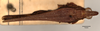 CollectionObject 1537269; 252c2a2e-2a58-4f07-9ce9-2293a5755754: holotype male (dorsal view). (CollectionObject).