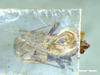 Bergidia polychroma (Spinola, 1852): Pachymerus polychromus Spinola, 1852. HOLOTYPE. Photographed by Fulvio Giachino. Museo Regionale di Scienze Naturali di Torino. (Otu).