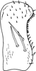 Subgenital plate, ventral view on Anufrievia expansa Cao & Zhang, 2018: Subgenital plate. (Observation).