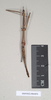 CollectionObject 1557945; 82488c0f-5e00-477b-9c3f-05536d232a06: copyright Natural History Museum, London. male (paratype). (CollectionObject).;CollectionObject 1557946; c99e70f7-516a-4c8c-9245-478afe0d9f52: copyright Natural History Museum, London. male (paratype). (CollectionObject).