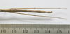 CollectionObject 1563718; f8e960e0-f77e-48ac-b14c-d3eaa9ad7cf7: copyright FRIM. female: abdomen, dorsal view (paratype). (CollectionObject).