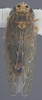Habitus, dorsal view on Deltocephalus fuscinervosus Van Duzee, 1894: Dorsal. (Observation).