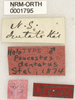 CollectionObject 1529814; 3abe0461-5db6-425d-a976-b320d7f08937: labels (holotype). (CollectionObject).