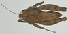 CollectionObject 1576882; 019d462c-608a-4312-bc4a-4d1c95bcd65c: male, dorsal view. (CollectionObject).