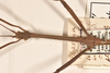 CollectionObject 1559405; 1046c8d2-723b-4527-b54c-82f230e1a3ee: copyright OUMNH. male: head & thorax, dorsal view of synonym Phasma (Lonchodes) uniforme (holotype). (CollectionObject).