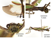 CollectionObject 1599764; MNCR 1,193,523, 8d4414ad-3fed-4188-99df-1aad3cc3dcc2: copyright MNCR. male (holotype). (CollectionObject).