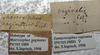 CollectionObject 1505637; 9a9510dd-0900-4038-adf1-8f7aabae09fe: labels (holotype). (CollectionObject).