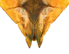 CollectionObject 1591399; 270adce3-a2d6-4189-9d34-ba6b6ce3ba6a: copyright IMQC Montreal. female end of abdominal, ventral view (holotype). (CollectionObject).