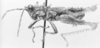 CollectionObject 1524865; 4003504b-c814-44e8-9574-2fa34cf485a1: male, lateral view (holotype of Nicarchus enyalius). (CollectionObject).
