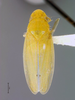 Habitus, dorsal view on Carapona eximia (DeLong & Freytag, 1975): Male holotype [NCSU]: habitus, dorsal view. (Observation).
