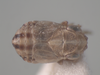 Habitus, dorsal view on Ceragra oxyura (Kusnezov, 1930): (Observation).
