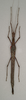 CollectionObject 1562779; 0308760d-8b97-4842-b88c-2ecb9afa9b5c: copyright QMBA. female, dorsal view (holotype). (CollectionObject).