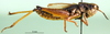 CollectionObject 1501416; 46a4efd5-3770-4e4d-9dd5-3609c624d4e2, DORSA BA000491S01: male, lateral view (holotype). (CollectionObject).